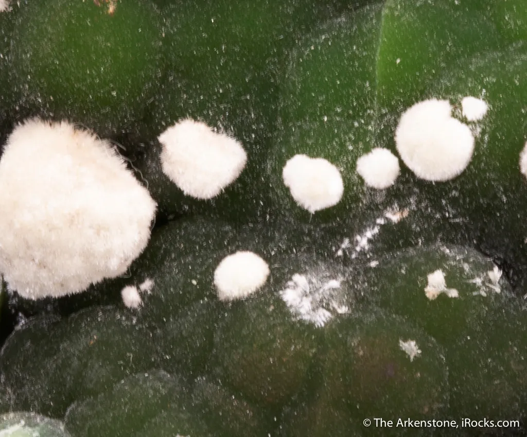 Arsendescloizite with Mimetite - image 4