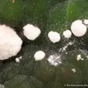 Arsendescloizite with Mimetite - image 4