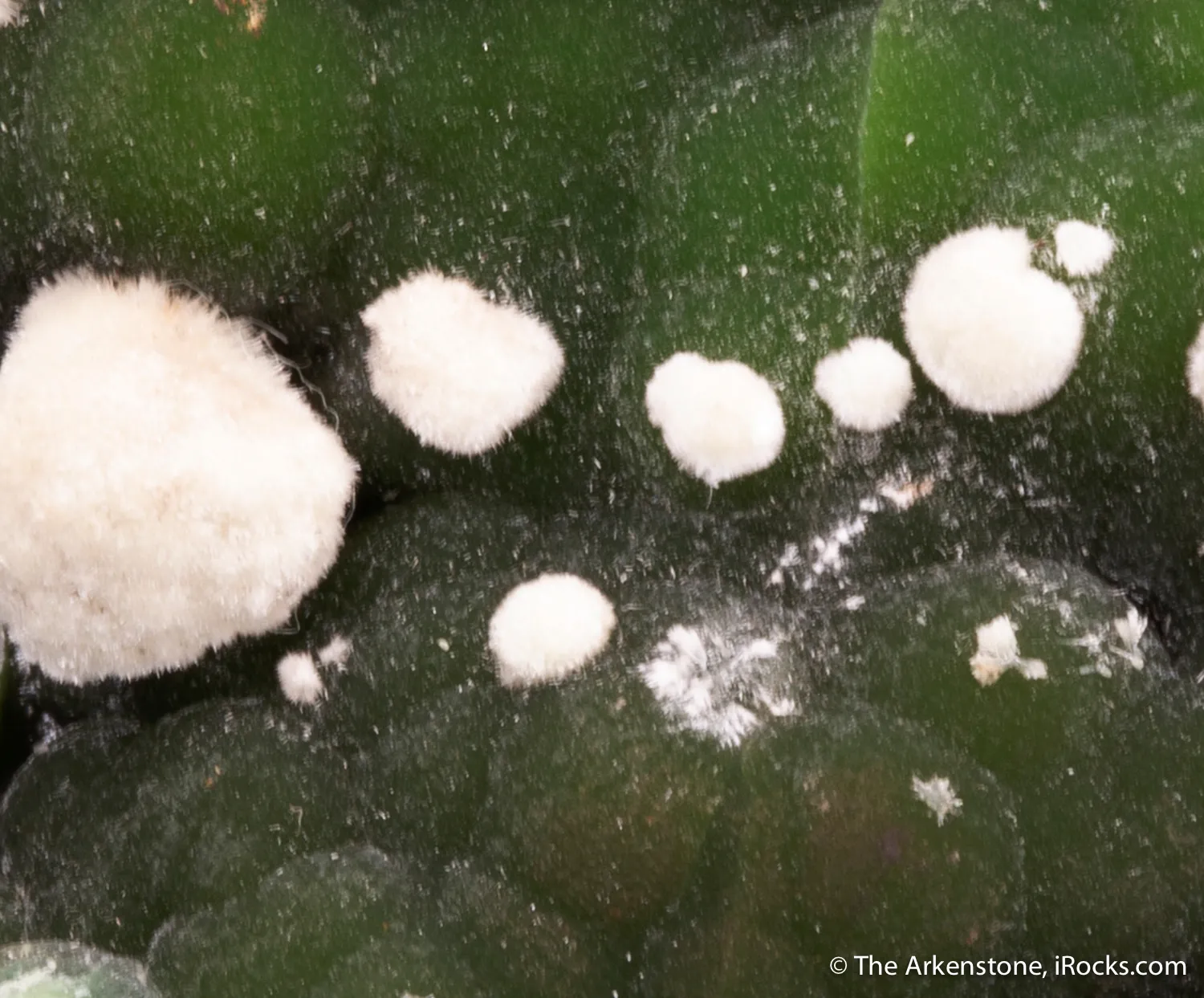 Arsendescloizite with Mimetite - image 4