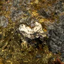 Arsenohauchecornite in Chalcopyrite - image 2