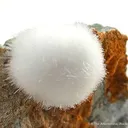 Artinite on Desautelite - image 2