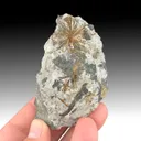 Astrophyllite from Poudrette Quarry - image 1