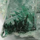 Atacamite in Gypsum Var. Selenite - image 2