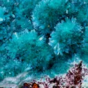 Aurichalcite - image 5
