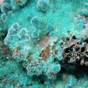 Aurichalcite, Rosasite - image 2