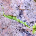 Autunite 540 grams - Les Ruaux Mine, Saint-Symphorien-de-Marmagne, Autun, France - image 8