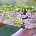 Autunite 540 grams - Les Ruaux Mine, Saint-Symphorien-de-Marmagne, Autun, France - image 10