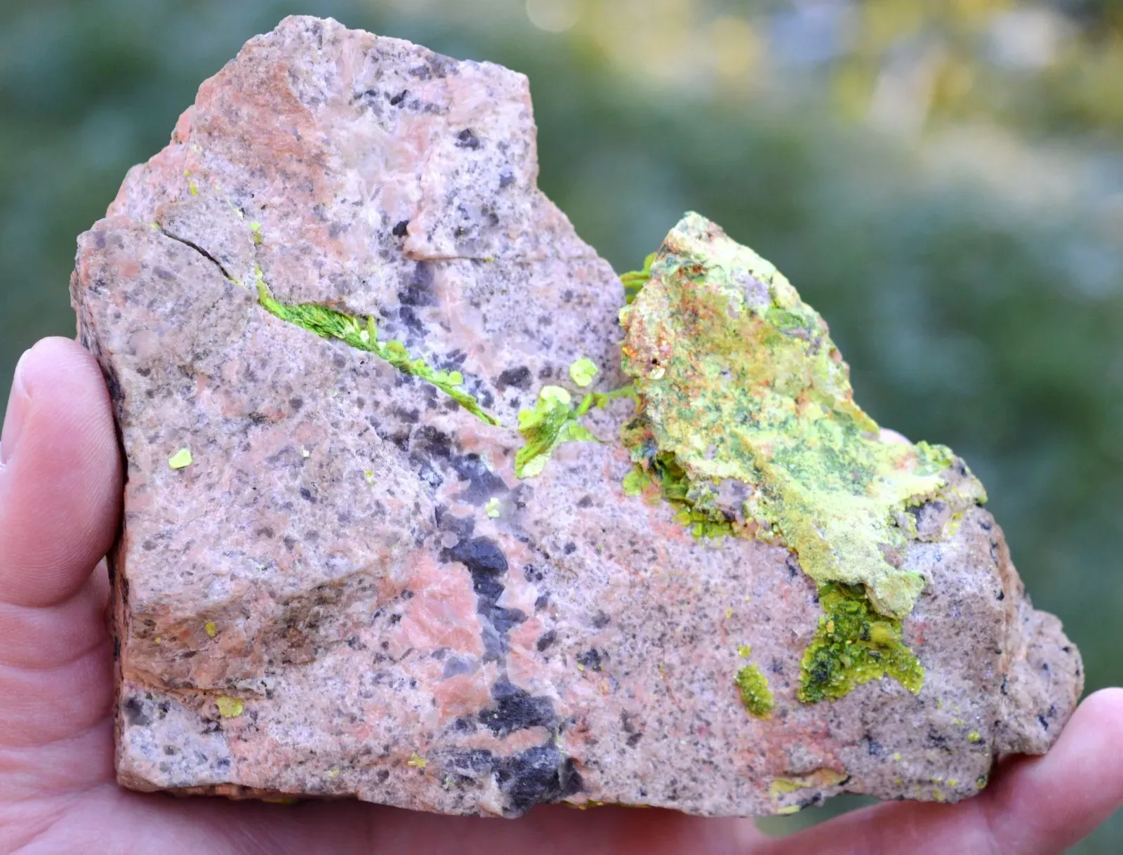 Autunite 540 grams - Les Ruaux Mine, Saint-Symphorien-de-Marmagne, Autun, France - image 7