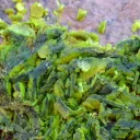 Autunite 540 grams - Les Ruaux Mine, Saint-Symphorien-de-Marmagne, Autun, France - image 6