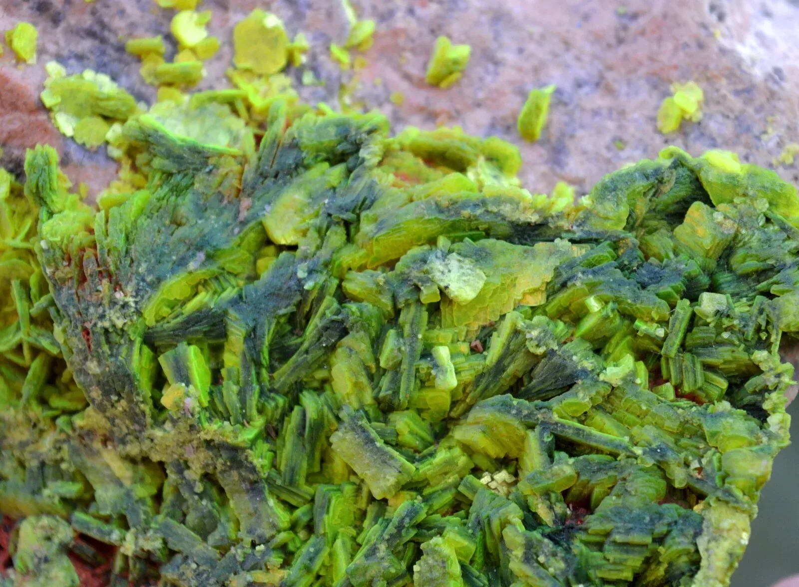 Autunite 540 grams - Les Ruaux Mine, Saint-Symphorien-de-Marmagne, Autun, France - image 6