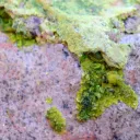 Autunite 540 grams - Les Ruaux Mine, Saint-Symphorien-de-Marmagne, Autun, France - image 9