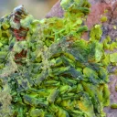 Autunite 540 grams - Les Ruaux Mine, Saint-Symphorien-de-Marmagne, Autun, France - image 3