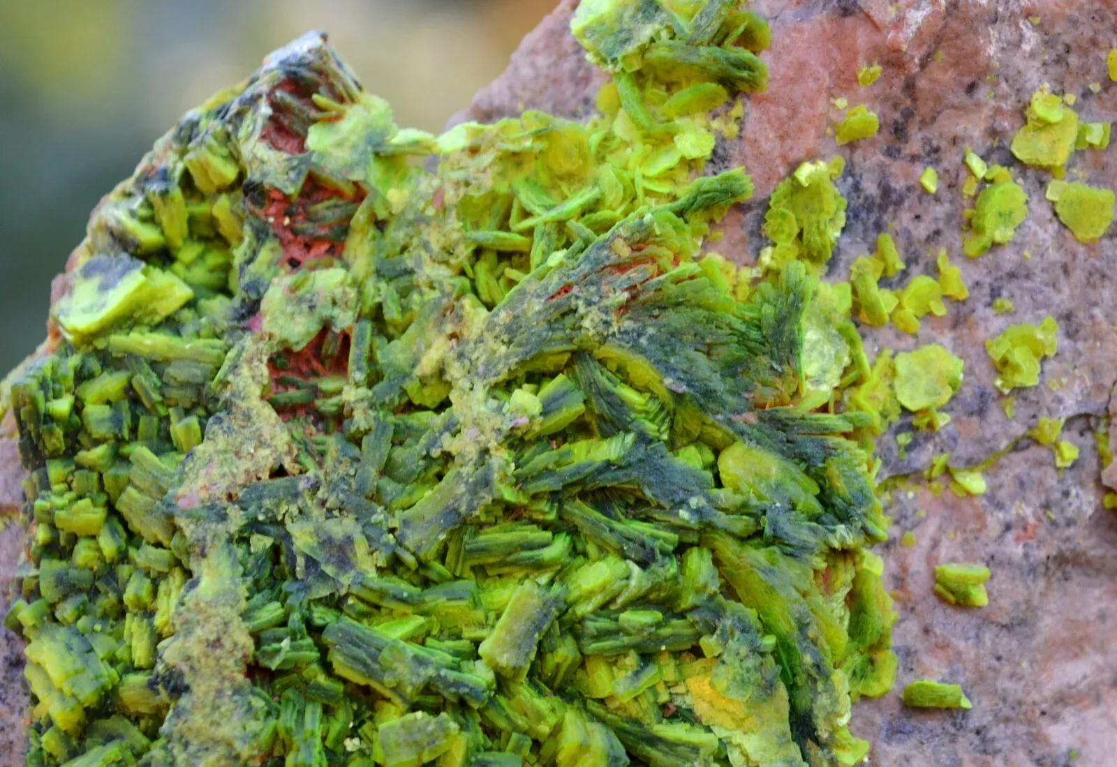 Autunite 540 grams - Les Ruaux Mine, Saint-Symphorien-de-Marmagne, Autun, France - image 3