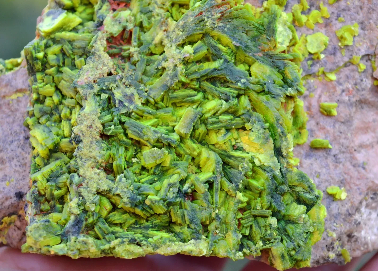 Autunite 540 grams - Les Ruaux Mine, Saint-Symphorien-de-Marmagne, Autun, France - image 2