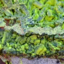 Autunite 540 grams - Les Ruaux Mine, Saint-Symphorien-de-Marmagne, Autun, France - image 4