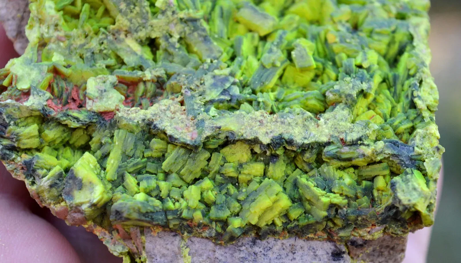Autunite 540 grams - Les Ruaux Mine, Saint-Symphorien-de-Marmagne, Autun, France - image 4