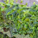 Autunite 540 grams - Les Ruaux Mine, Saint-Symphorien-de-Marmagne, Autun, France - image 5