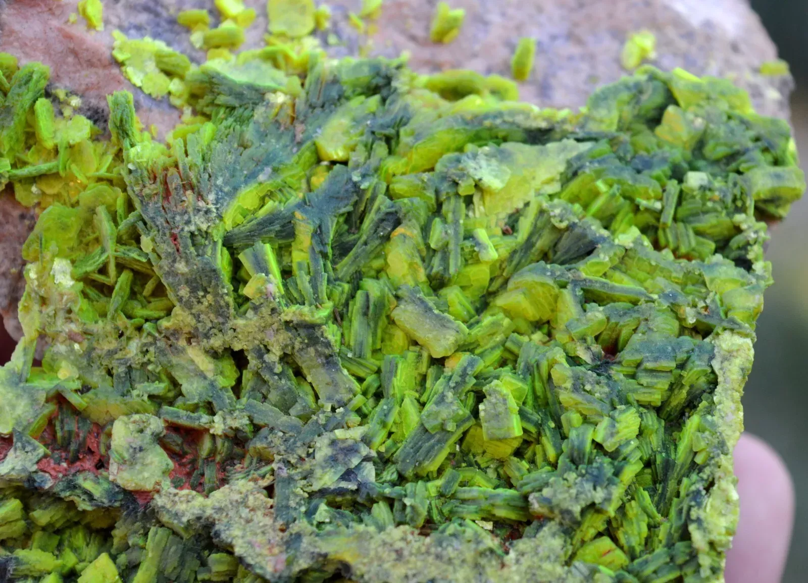 Autunite 540 grams - Les Ruaux Mine, Saint-Symphorien-de-Marmagne, Autun, France - image 5