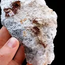 specimen video