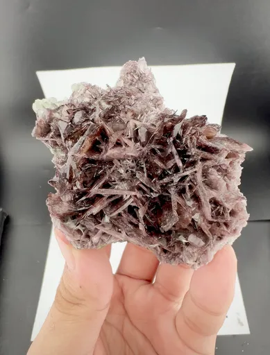 specimen video