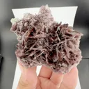 specimen video