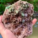 specimen video