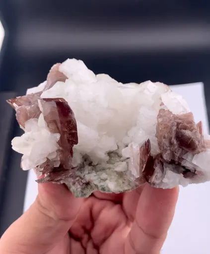 specimen video
