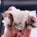 specimen video