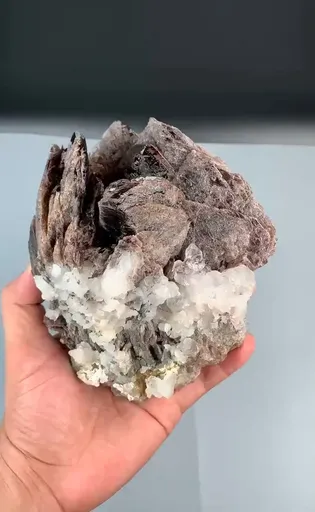 specimen video