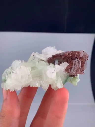 specimen video
