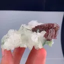specimen video