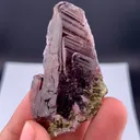 specimen video