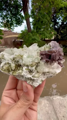 specimen video