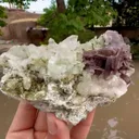 specimen video