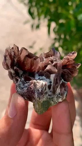 specimen video