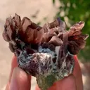 specimen video