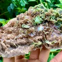 Axinite from Pakistan - image 3
