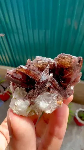 specimen video