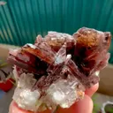 specimen video