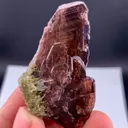 specimen video