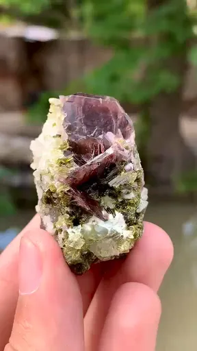 specimen video