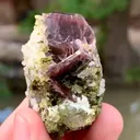 specimen video