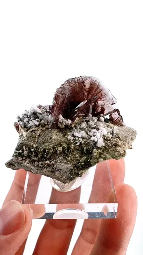specimen video
