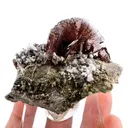 specimen video