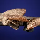 Axinite on Schorl - image 3