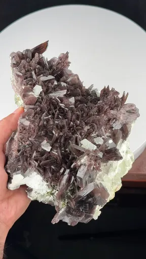 specimen video