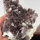 specimen video