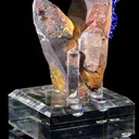 specimen video