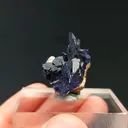 specimen video