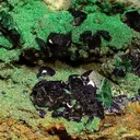 Azurite, Arsentsumebite - image 2